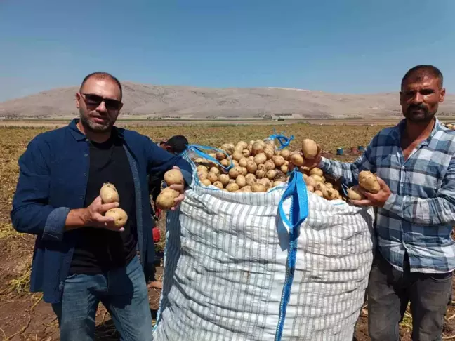 Afyonkarahisar'da Agria Cinsi Patates Hasadı Başladı