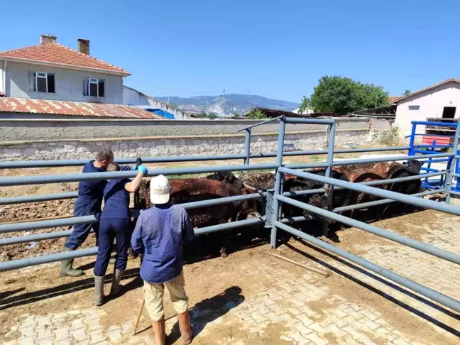 Kütahya'ya Uruguay ve Brezilya'dan getirilen besilik sığırların kontrolleri yapıldı