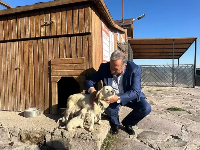 Talas Belediyesi Sosyal Tesislerinde Yeni Doğan Köpek ve Yavruları Ziyaretçilerin İlgi Odağı Oldu