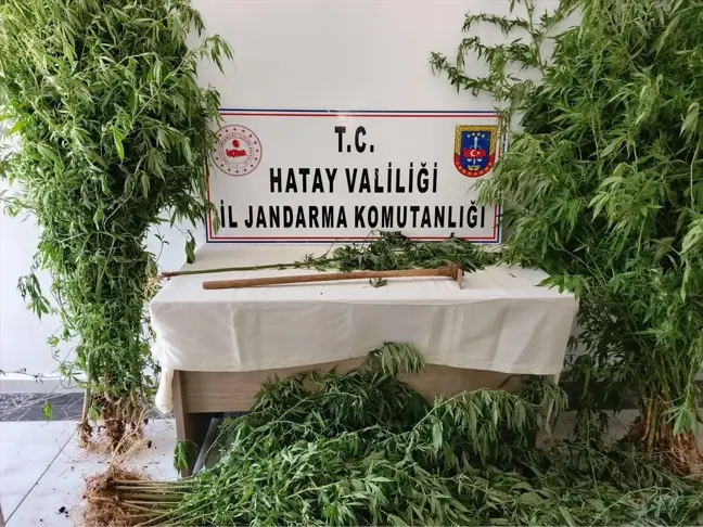 Hatay'da Hint keneviri yetiştiricisi yakalandı