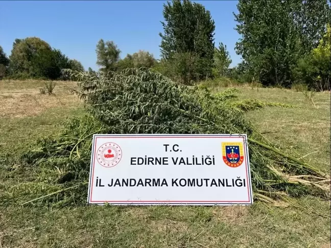 Edirne'de 700 kök Hint keneviri ele geçirildi