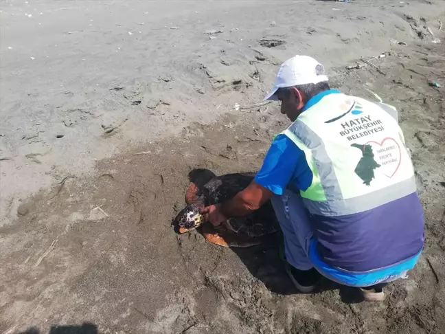 Samandağ'da Yaralı Deniz Kaplumbağası Tedavi Altına Alındı