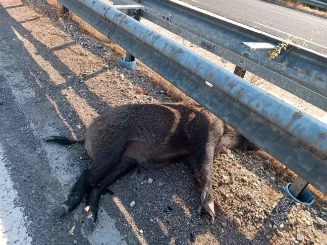 Şanlıurfa'da Otomobil Yaban Domuzlarına Çarptı