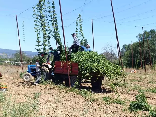 Bilecik'te Şerbetçiotu Hasadı Başladı, Verim Düşük