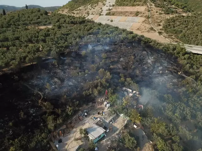 Bursa'da barakada çıkan yangın zeytin ağaçlarına sıçradı