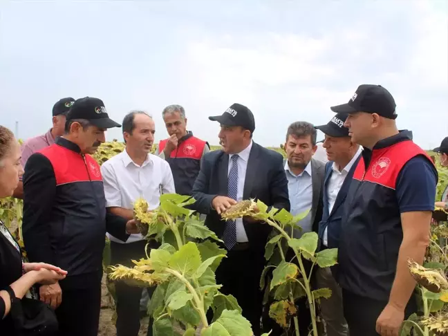 Kırklareli'nde Yerli Ayçiçeği Hasadı Gerçekleştirildi