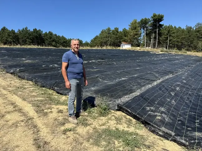 Safranbolu'da Örtü Yöntemiyle Safran Üretimi Artırılıyor