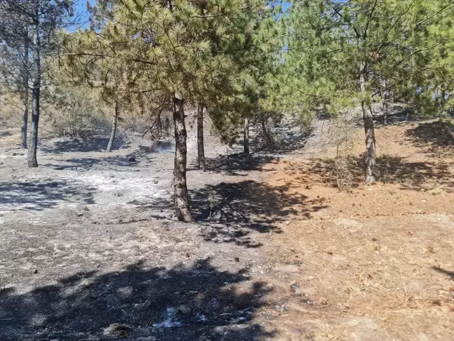 Tokat'ın Turhal ilçesinde ormanlık alanda yangın çıktı