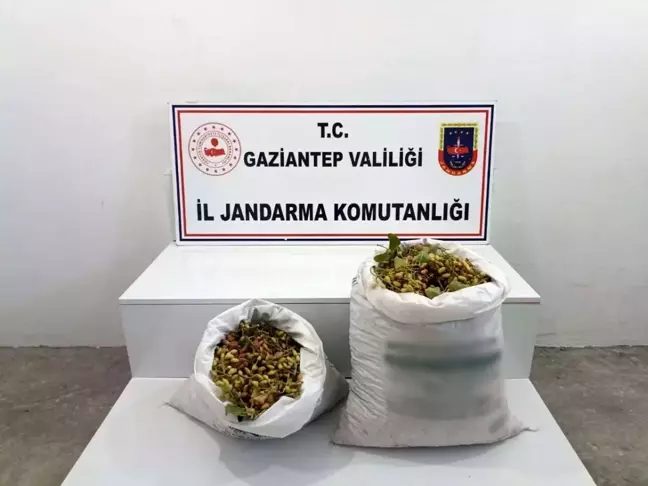 Gaziantep'te 515 kilogram Antep fıstığı çalan şüpheliler suçüstü yakalandı