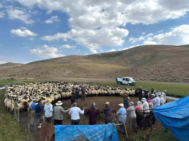 Yüksekova'da hayvanlara küpeleme ve aşılama çalışması yapıldı