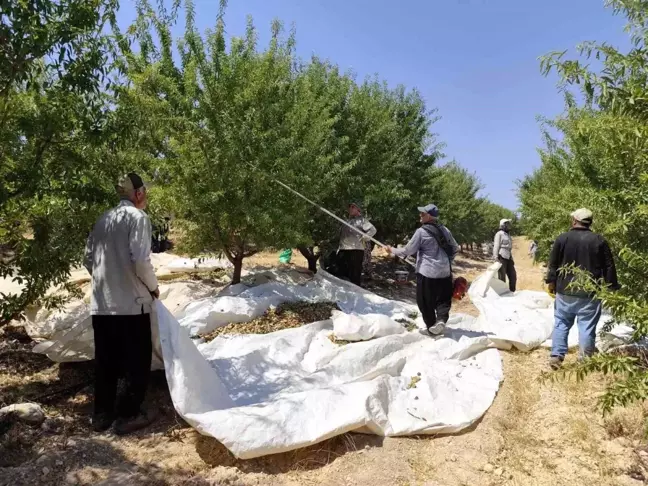 Adıyaman'da Badem Hasadı Başladı