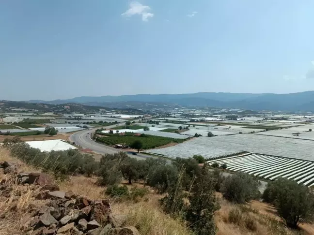 Sarıgöl'deki Üzüm Bağları Soğuk Hava Deposuna Dönüştü