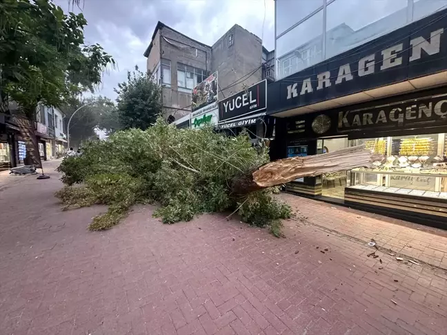 Elbistan'da şiddetli rüzgar çınar ağacını devirdi