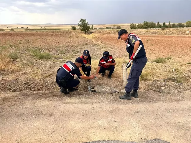 Kırıkkale'de Yaralı Bal Porsuğu Tedavi Altına Alındı