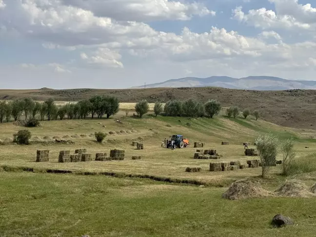 Ağrı'da çiftçiler kışlık yem ihtiyacını karşılamak için yoğun mesai yapıyor