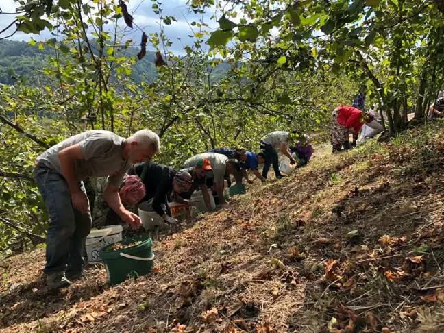 Fındık Üreticileri İmece Usulü Hasat Yapıyor