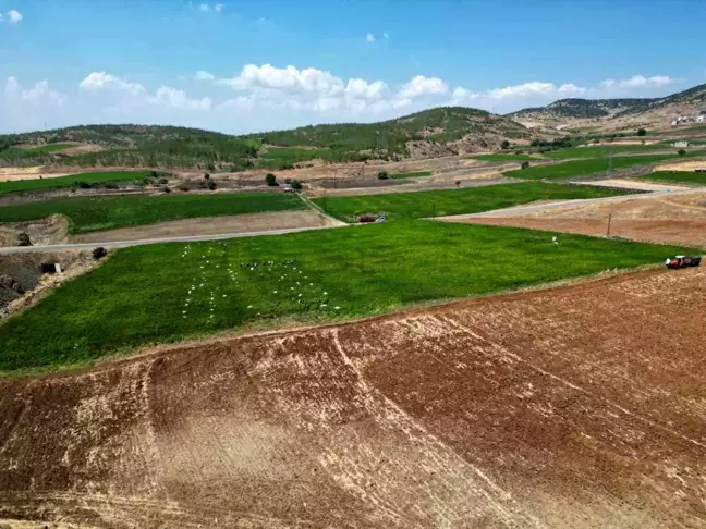 Kilis'te Acı Biber Hasadı Başladı