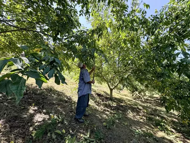 Mersin'de Ceviz Hasadı Başladı