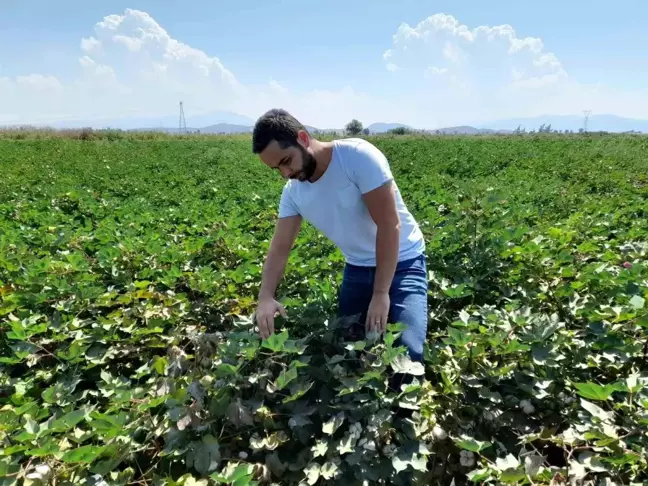 Söke İlçe Tarım ve Orman Müdürlüğü Pamuk Zararlı Kontrollerine Devam Ediyor