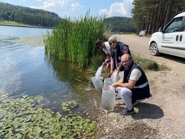 Düzce'de Göllere Sazan Yavrusu Salındı