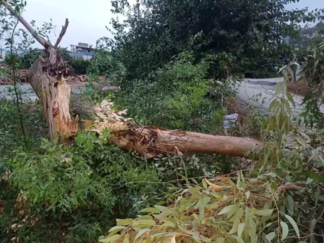 Osmaniye'de fırtına ve sağanak hayatı olumsuz etkiledi