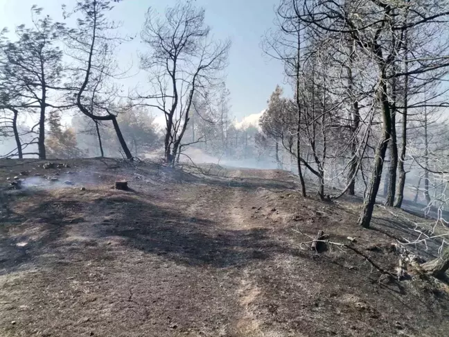 Kahramanmaraş'ta çıkan orman yangını kontrol altına alındı