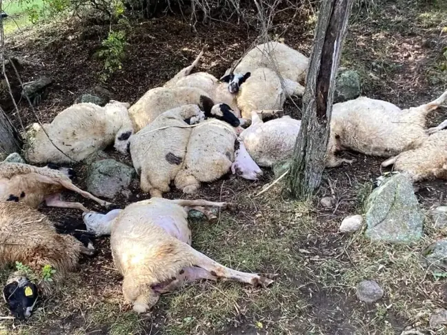 Çankırı'da yıldırım düşmesi sonucu 14 koyun telef oldu