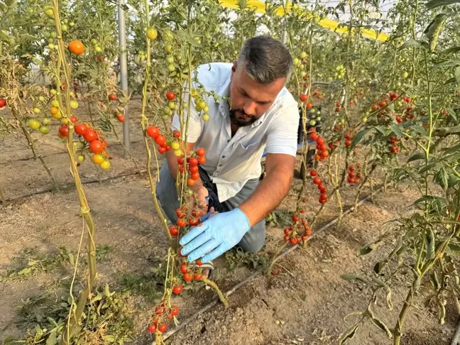 Hollanda'da seracılık yapan gurbetçi Yozgat'ta serayla tecrübesini paylaşıyor