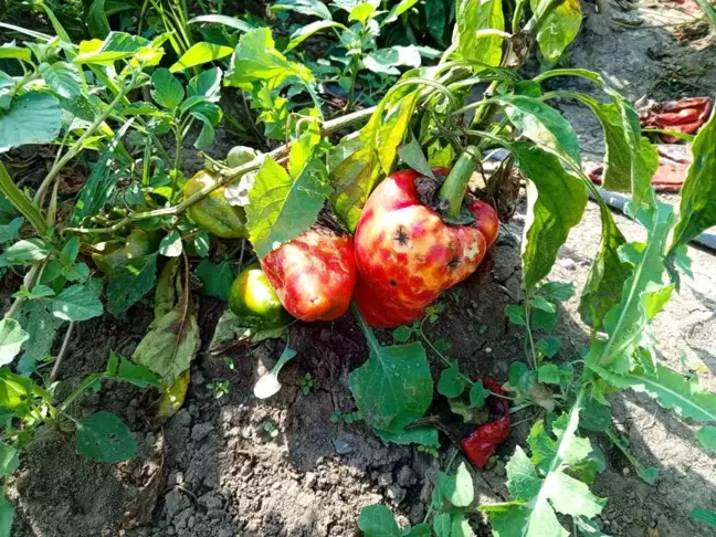 Samsun'un Bafra Ovası'nda Kapya Biber Üreticileri Hastalıktan Mağdur