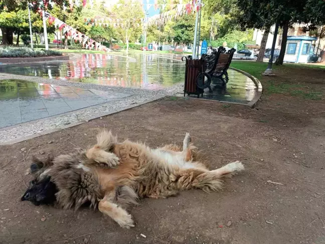 Samsun'da ilginç şekillere bürünen sokak köpeği