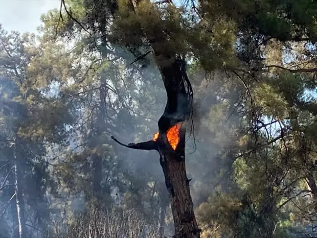 Antalya Kaş'ta Orman Yangını: Havadan ve Karadan Müdahale Devam Ediyor