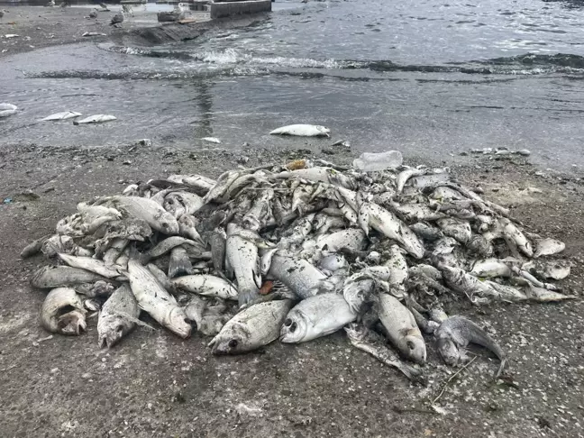 İzmir Körfezi'nde Balık Ölümleri Devam Ediyor