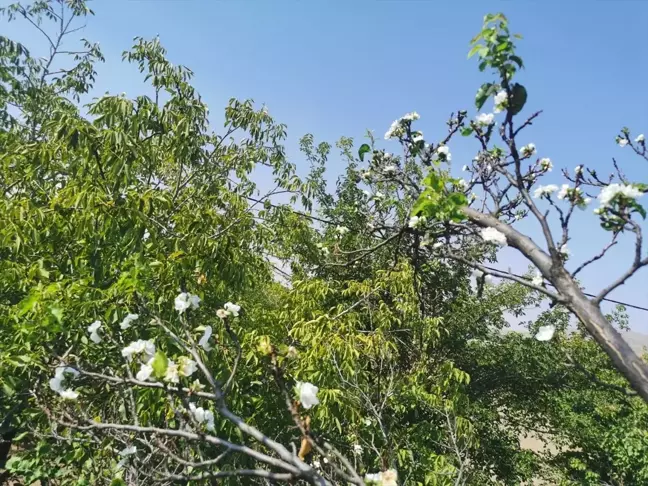 Malatya'da Eylül Ayında Kayısı Ağacı Çiçek Açtı