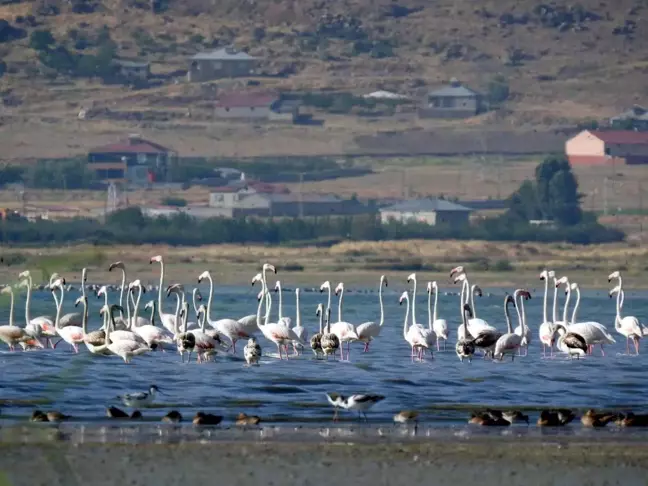 Van Gölü Havzası'nda Flamingoların Sayısı Artıyor