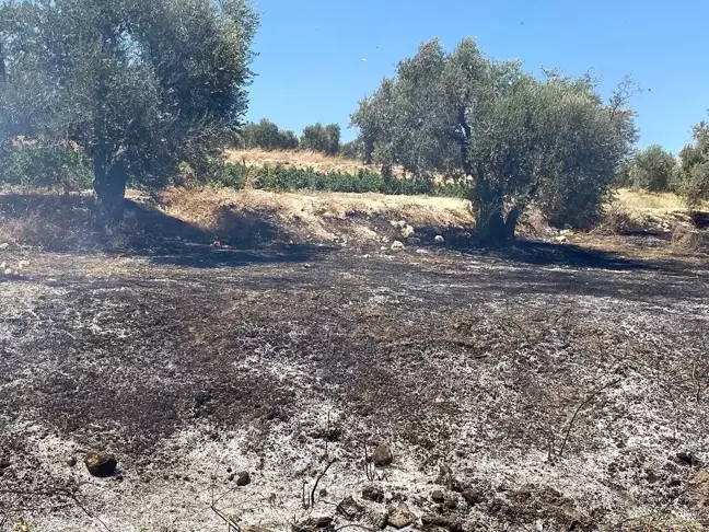 Hatay'ın Arsuz ilçesinde zeytinlik alanda çıkan yangın söndürüldü