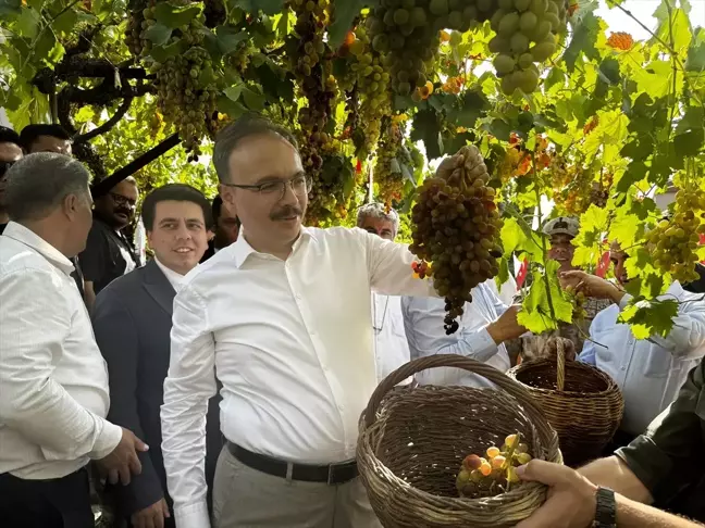 Siirt'te Tayfi Üzümü Hasadı Yapıldı