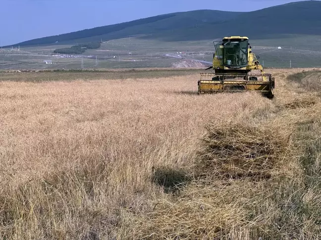 Ardahan'da Kavılca Buğdayı Hasat Dönemi Başladı