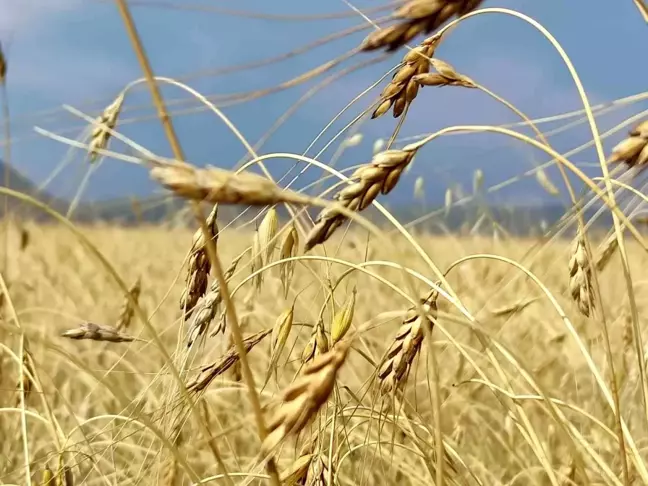 Ardahan'da 13 Bin Yıllık Kavılca Buğdayının Hasadı Başladı