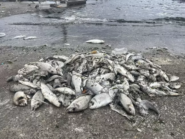 İzmir Körfezi'nde Kirlilik ve Balık Ölümleri Hakkında Uyarılar