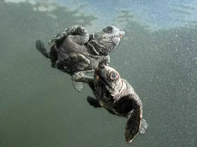 Antalya'da Caretta Caretta Yavrularının Denizle Buluşması