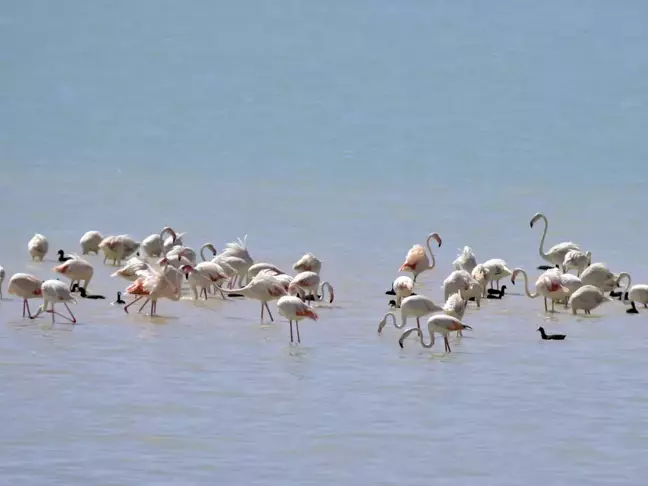 Arin Gölü'nde Flamingo Şöleni