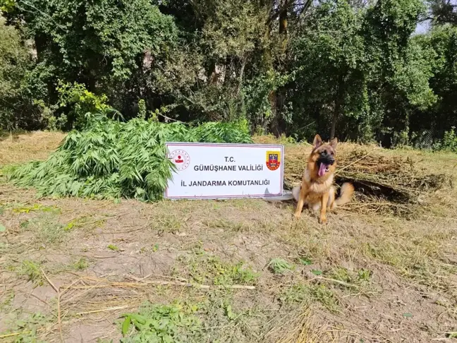 Gümüşhane'de Kenevir Eken Şahsa Operasyon: 47 Kök Kenevir ve 8 Kg Esrar Ele Geçirildi