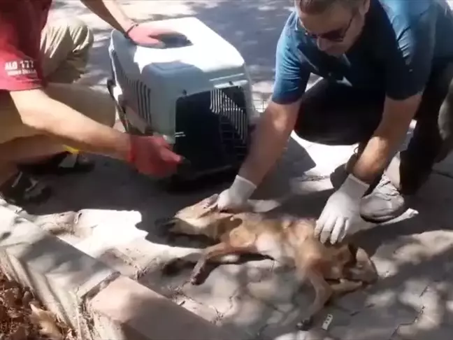 Yaralı Çakal, Doğa Koruma Ekipleri Tarafından Kurtarıldı