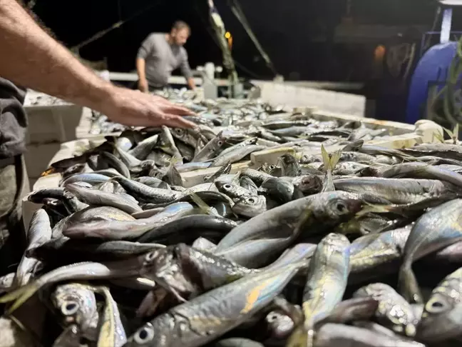 Kocaali'de Balıkçılar 10 Ton İstavrit Avladı