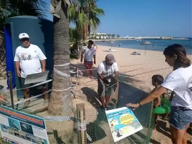 Didim'de Caretta Caretta Kaplumbağaları Bu Yıl Yumurtlamadı