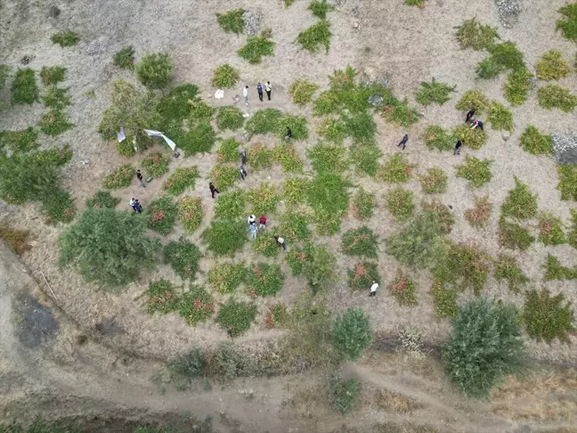 Uludere'de Behdini Üzümü Hasat Şenliği Düzenlendi