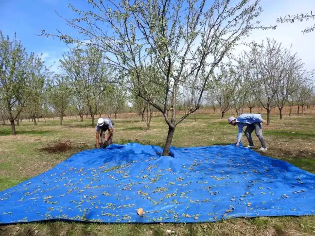 Edirne'de Badem Üretimi Yeniden Canlanıyor