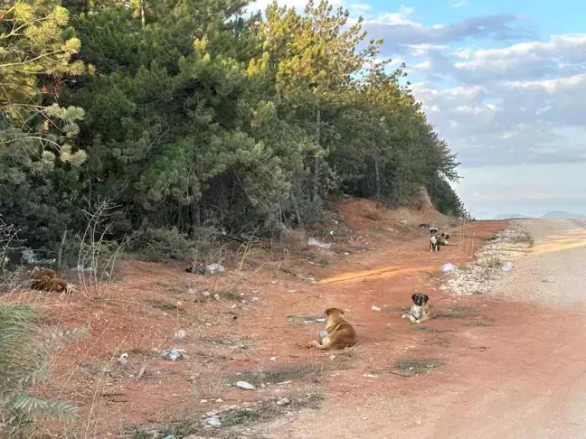 Bilecik'te Başıboş Köpeklerle İlgili Endişeler Artıyor