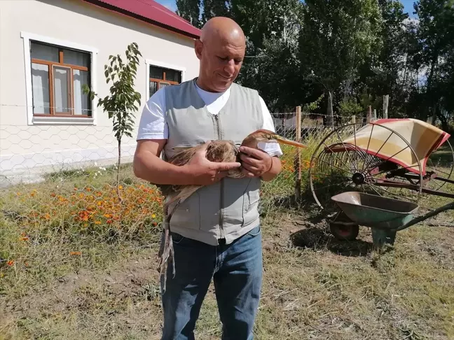 Erzurum'da Yaralı Erguvani Balıkçıl Tedavi Altına Alındı