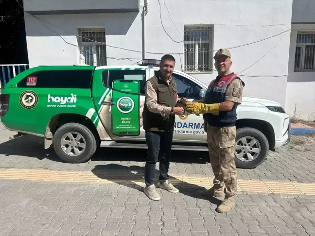 Hakkari'de Yaralı Doğan Yavrusu Tedavi Altına Alındı